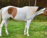 loyal-paint-horse