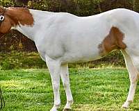 presence-paint-horse