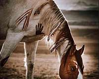 registered-tobiano-horse