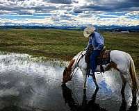 body-control-gelding