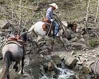 bullwhip-gelding
