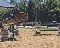 chestnut-white-eventing-show-horse
