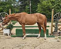 eventing-show