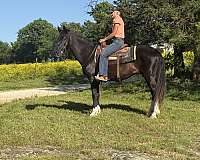 nice-family-horse-tennessee-walking