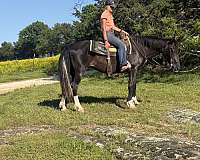 around-tennessee-walking-horse