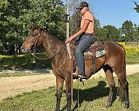 cheyenne-thoroughbred-horse
