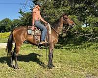 mindy-thoroughbred-horse