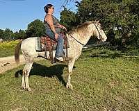 and-easy-to-handle-appaloosa-pony