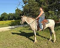 app-appaloosa-pony