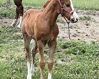 quarter-horse-for-sale