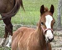 quarter-horse-filly