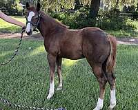 quarter-horse
