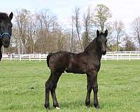 inside-left-hind-white-to-ankle-horse