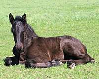 black-inside-left-hind-white-to-ankle-horse