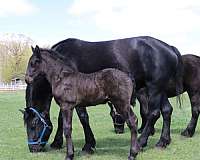 inside-left-hind-white-to-ankle