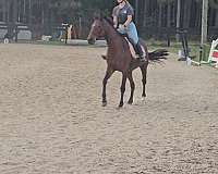 thoroughbred-horse-for-sale