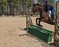thoroughbred-horse