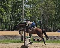 thoroughbred-mare