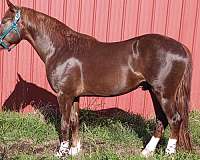 marbled-eyes-horse