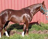 chestnut-overo-4-white-socks-horse