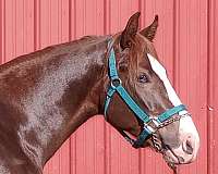 chestnut-overo-marbled-eyes-horse