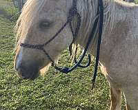 blaze-horse
