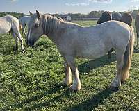 palomino-blaze-horse