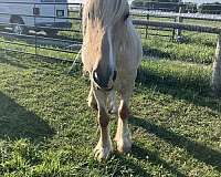 gypsy-vanner-horse