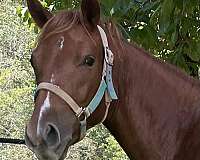 sorrel-irregular-blaze-sock-horse
