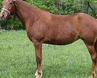 irregular-blaze-sock-horse