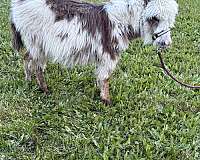 pinto-donkey-colt
