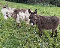 friends-donkey