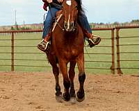 bay-star-snip-horse