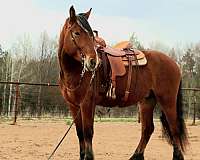 all-around-draft-horse