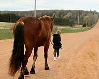 beginner-draft-horse