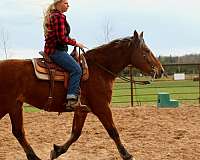 athletic-draft-horse