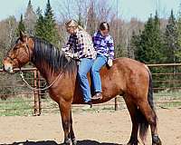 cross-draft-horse