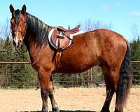 draft-horse