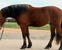 jumping-draft-horse