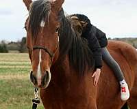 husband-safe-draft-horse