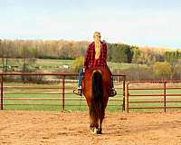 ranch-draft-horse