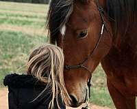 rodeo-pickup-draft-horse