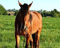 therapy-draft-horse