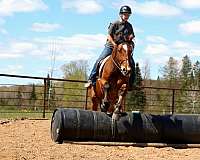 trail-draft-horse