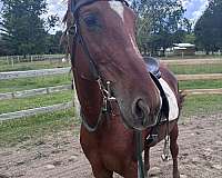 pleasure-gelding-mare