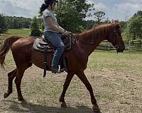 saddlebred-gelding-mare