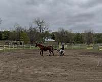 available-saddlebred-horse