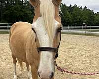 14-hand-quarter-horse-gelding