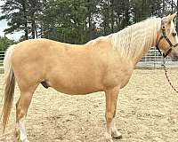 palomino-gelding-for-sale