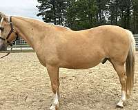 palomino-quarter-horse-gelding